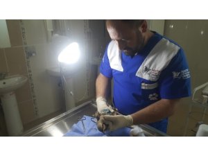 Yaralı halde buluna keklik tedavi altına alındı