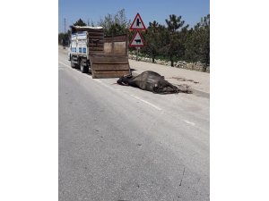 Otomobilin çarptığı manda telef oldu