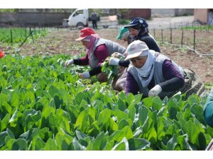Ispanak fiyatlarında düşüş yaşandı