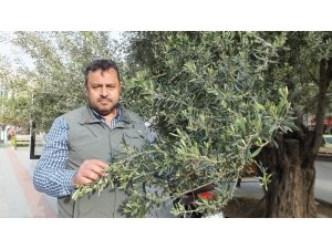 Somaklar zeytincileri sevindirdi