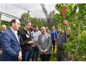 Adana’da ihracatlık kiraz üretimine başlandı