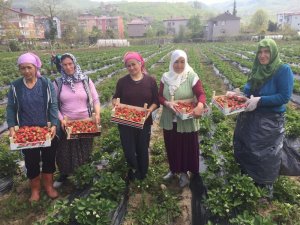 Ordu’da çilek hasadı başladı