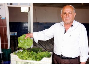 Sarıgöl’de taze bağ yaprağı alımlarına başlandı