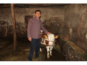 Tek geçim kaynağı olan inekleri çalındı