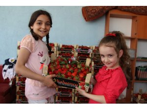 Yılın ilk çilek hasadına kaymakam eli değdi