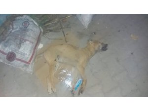 Köpeği yaralayıp çöpe attı, “Tavuklarıma saldırdı” dedi