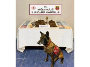 Narkotik Köpek ‘Çimen’den kaçış yok