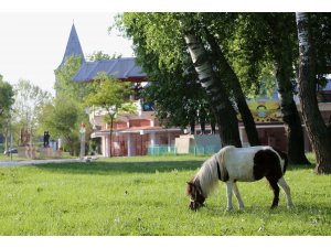 Sarayiçi'nin sevimli tayları ilgi topluyor