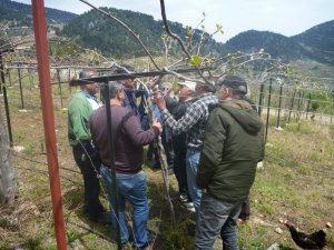 Adanalı çiftçiler kivi üretecek