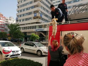 Genç kadın kedisi için ağladı