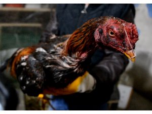 Afyonkarahisar'da horoz dövüştürenlere baskın