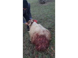 Ahıra giren aç ayı koyunlara saldırdı