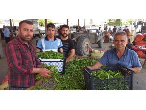 Bezelye üreticinin yüzünü güldürüyor