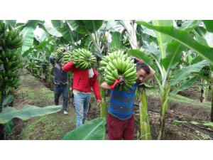 Mevsim itibarıyla düşen rekolte, fiyatlara da yansıdı