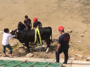 İnek kurtarma operasyonu