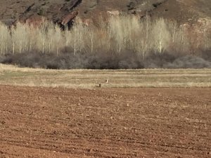 Tarlasını ekerken vaşakla karşılaştı