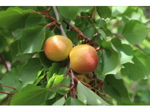 Mersin’de sofralık kayısı hasadı başladı