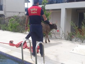 Yüzme havuzunda buzağı gören site sakinleri şok oldu
