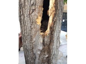 Ağaç oyuğuna yavrulayan anne kediyi vatandaş sahiplendi