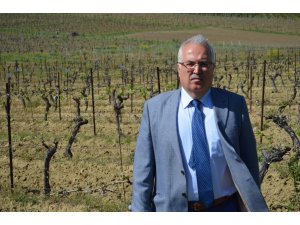 Dünya bağcılığın hazinesi Tekirdağ’da