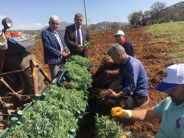 Güneysınır Lavantanın Merkezi oluyor