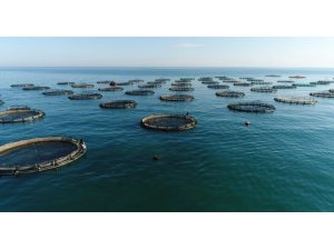 Trabzon su ürünleri ihracatında yıllık 100 milyon doları hedefliyor