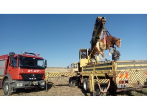 Uçurumdan düşen büyükbaş hayvan kurtarıldı