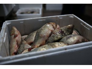 Kayseri'de 15 ton kaçak balık ele geçirildi