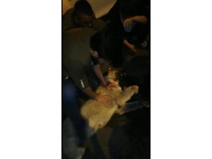 Çarptığı köpeği hayata döndürmek için her şeyi yaptı, başaramadı