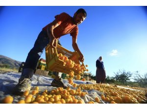 Kayısıda Nisan ayı geliri 20 milyon 710 bin dolar