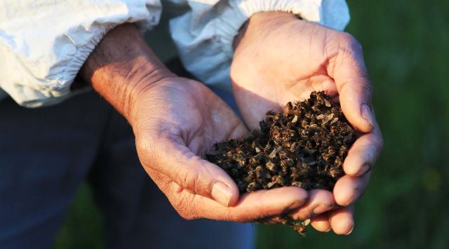 Arı ölümlerinin önlenmesine öneri