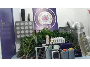Pitbull ile korunan lüks villanın içinde uyuşturucu serası çıktı