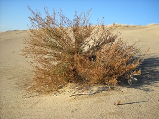 Örnek tepe'de yetişen bitkiler dikkat çekiyor