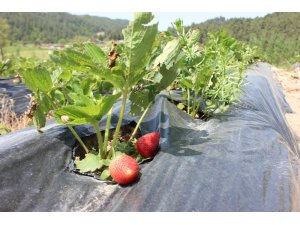 Yayladağı çileği Rusya ve Romanya yolunda