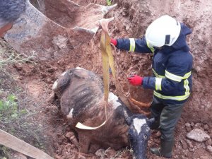 Bataklığa saplanan ineğe kurtarma operasyonu