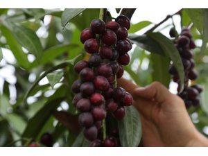 Karayemiş çeşitleri tescillendi