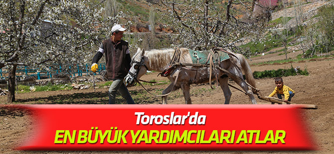 Toroslar'da köylülerin en büyük yardımcısı at ve katırlar