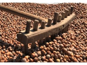 Çinliler fındığı sevdi