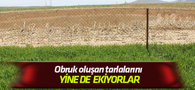 Obruk oluşan tarlalarını yine ekiyorlar