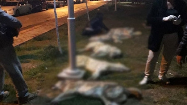 Ankara'daki köpek katliamıyla ilgili flaş gelişme!