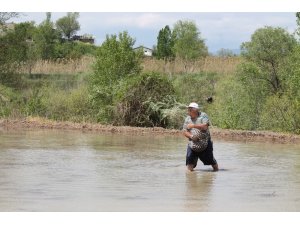 Tosya Pirincinin ekimi başladı