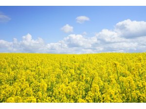 Tarımda katma değeri yüksek üretim hamlesi