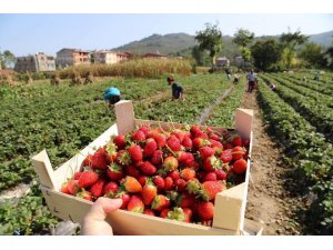 Ordu’da çilek hasadı yüz güldürüyor