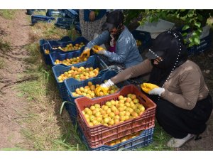 Hatay’da kayısı hasadı başladı