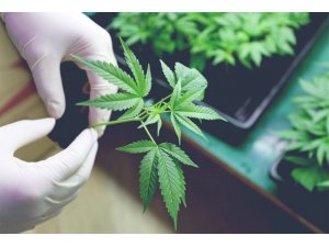 Genç girişimci kenevir yağı ile dermokozmetik ürünler üretiyor