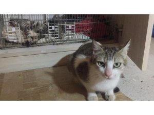 Sitenin bodrumunda 5 yavru kedi, başı kesilmiş şekilde bulundu