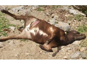 Kurtlar buzağıları telef etti