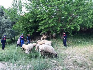Karacasu’dan gelip Sultanhisar’dan 32 koyun çalan hırsız jandarmadan kaçamadı