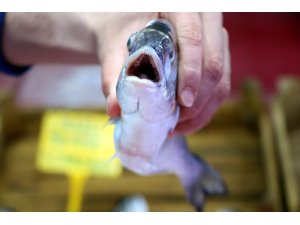 Balığa Ramazan ayarı