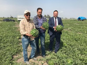 Karpuzun dönümü 6 bin 500 TL